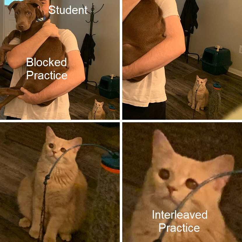cryingCatBehind ./images/cryingCatBehind.jpg