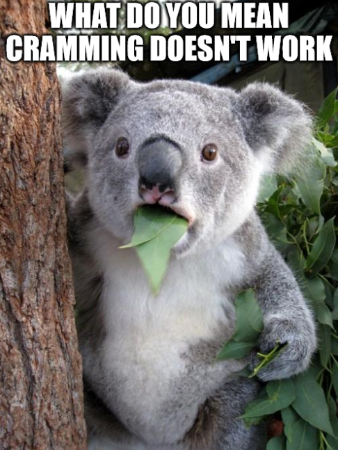 koala ./images/koala.png